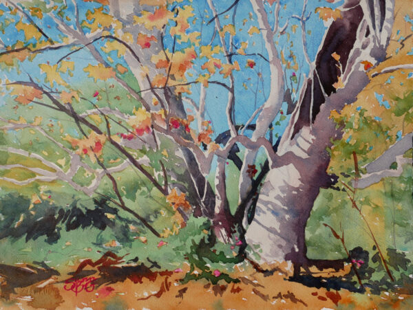 Fall Sycamore by Susan Butler-Graham