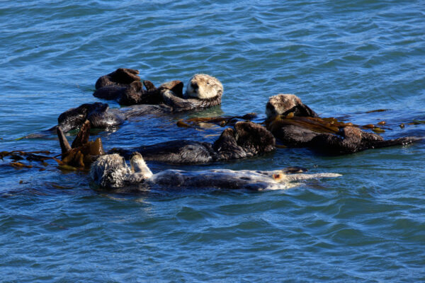 Sea Otter Coffee Club by Stephen Toll