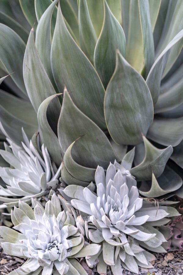 Labyrinth Succulents at Rosicrucian Egyptian Museu by Debi Lorenc