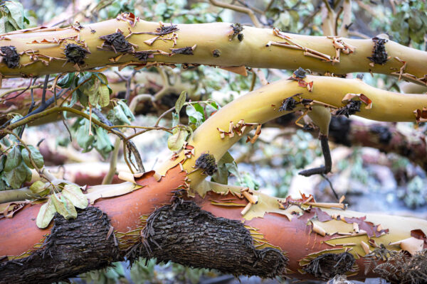 Colors of Madrone