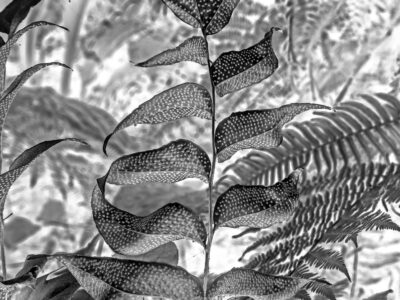 Seattle Arboretum by Debi Lorenc