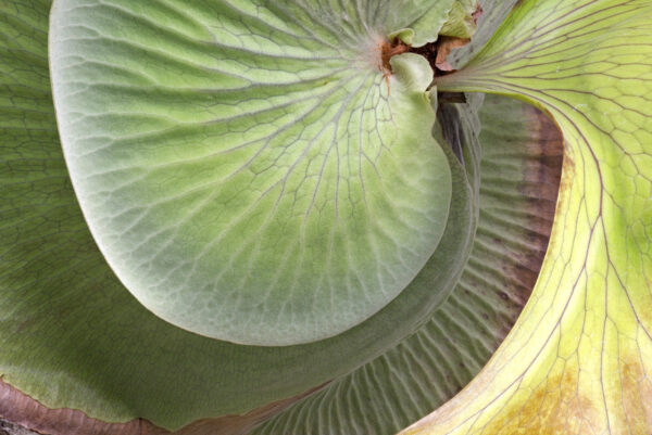 Staghorn Fern. Life Form Series. by Stephen Johnson