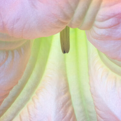 Angels Trumpet. Life Form Series. by Stephen Johnson