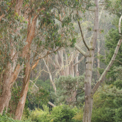 Forest. Golden Gate Park. by Stephen Johnson