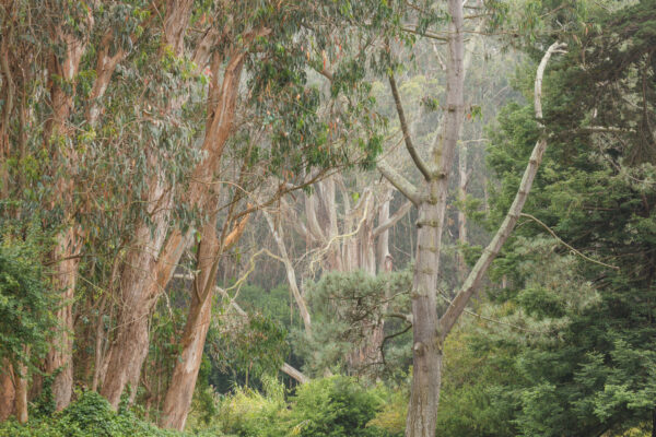 Forest. Golden Gate Park. by Stephen Johnson