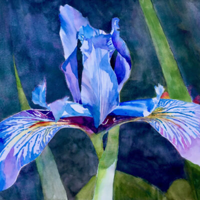 Iris by Robert Dvorak