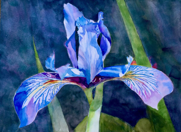 Iris by Robert Dvorak