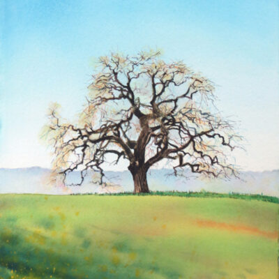 Los Altos Valley Oak by Guy Magallanes