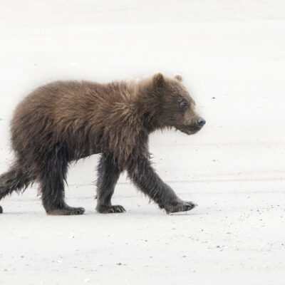 Grizzly Cub by Judy Kramer