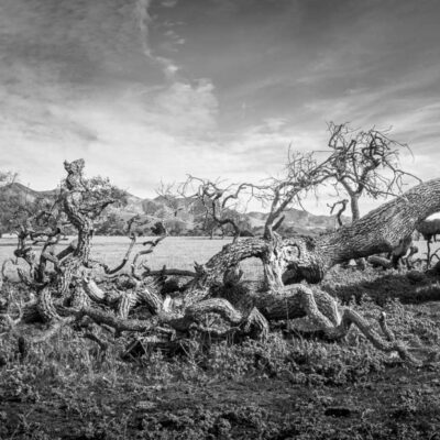 Fallen Oak by Fred Aron