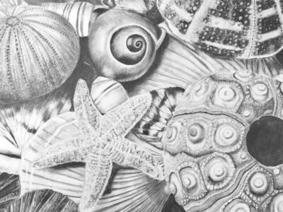 Seashell Still Life by Sinclaire Bradley
