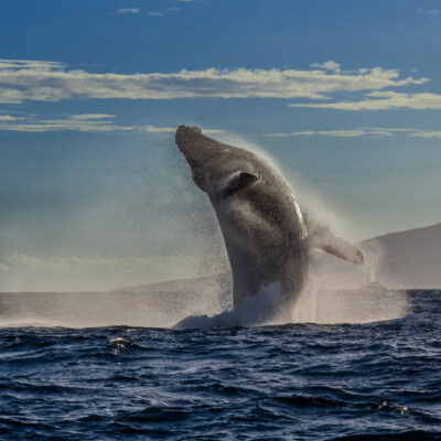 Lahaina Humpback Whale by Greg Evans