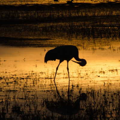 Sandhill Crane at Bosque del Apache by Greg Evans