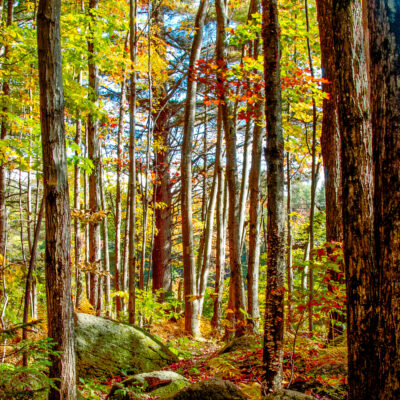 Woods at Willard Pond by Greg Evans