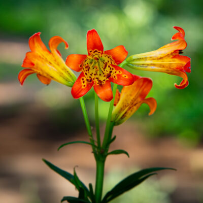 Sierra Tiger Lily at South Lake Tahoe by Greg Evans