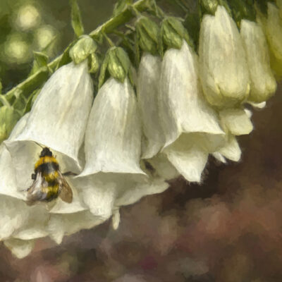 A Whisper to the Bee by J Belinda Carr