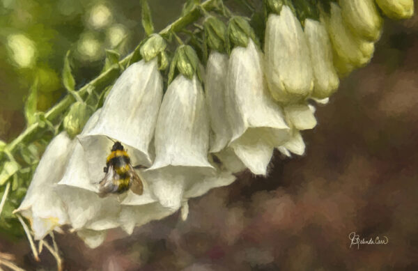 A Whisper to the Bee by J Belinda Carr