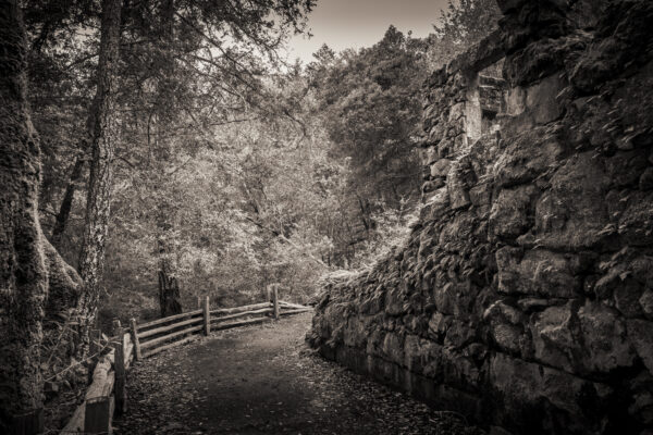 Woodland Path by Fred Aron