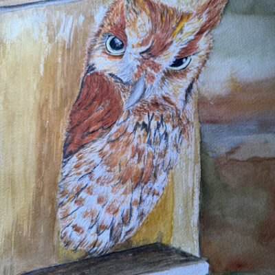 Red Screech Owl by Kari Kumar