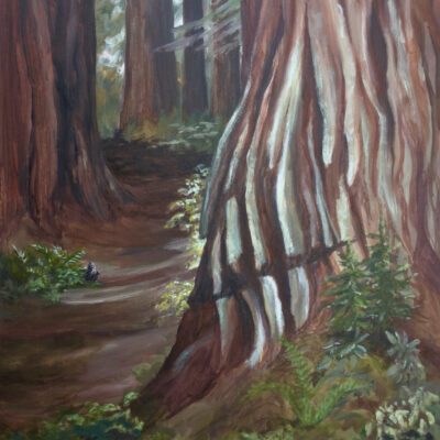 Redwood at Sam McDonald Park by Rebecca Ellis