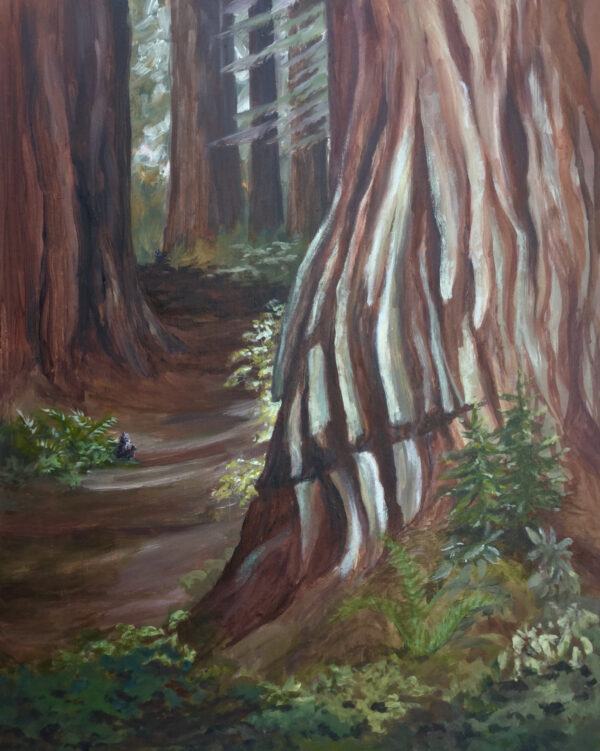 Redwood at Sam McDonald Park by Rebecca Ellis