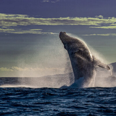 Lahaina Humpback by Greg Evans