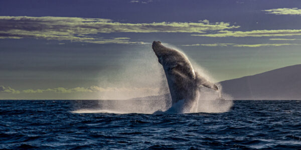 Lahaina Humpback by Greg Evans