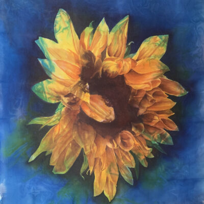 Sunflower by Barbara Pease