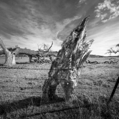 Weathered Stump by Fred Aron