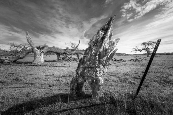 Weathered Stump by Fred Aron