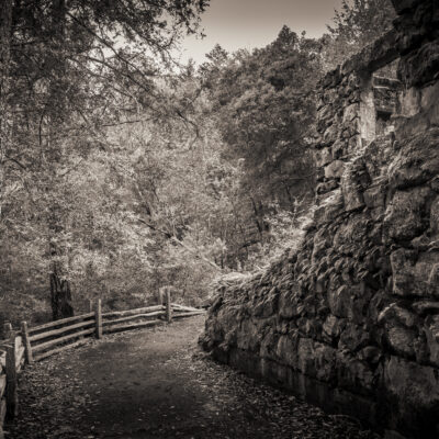 Woodland Path by Fred Aron