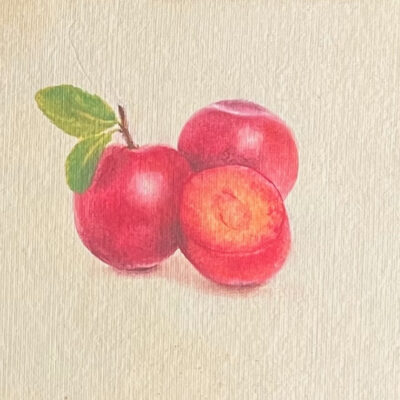 Plums by Silpa Baby