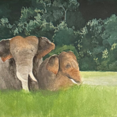 Elephants by Silpa Baby