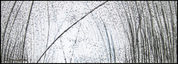 Bamboo Forest at Hakone Garden by Isao Nojima