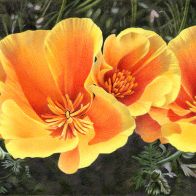 California Poppy Quartet by Denise Howard