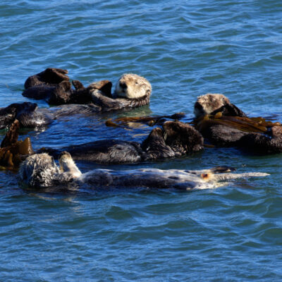 Sea Otter Coffee Club by Stephen Toll