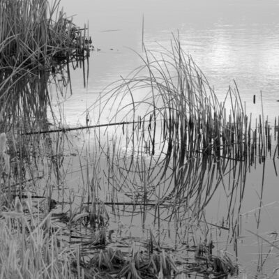 Reed Circle by John Csongradi