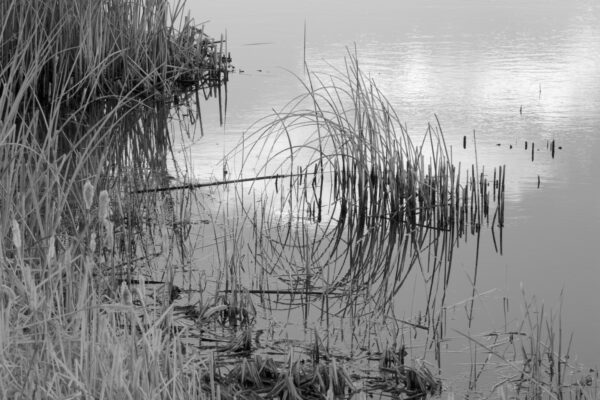 Reed Circle by John Csongradi