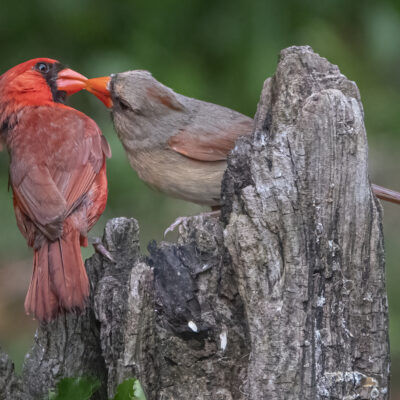 Northern Cardinal Courtship by Judy Kramer