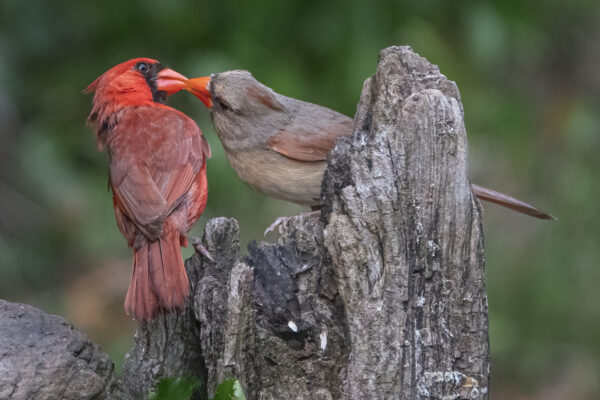 Northern Cardinal Courtship by Judy Kramer