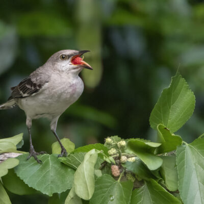 Northern Mockingbird with Berry by Judy Kramer