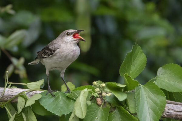 Northern Mockingbird with Berry by Judy Kramer