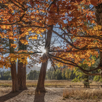 Red Maple in Yosemite by Judy Kramer