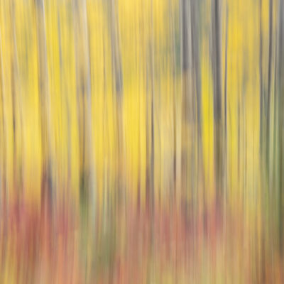 Aspen Abstract by Judy Kramer