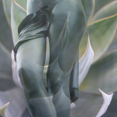 Succulence by Debi Lorenc