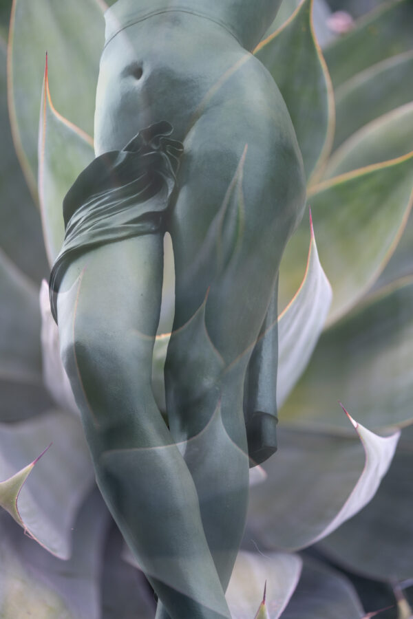 Succulence by Debi Lorenc