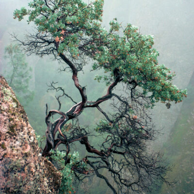 Manzanita In The Mist by Bruce Finocchio