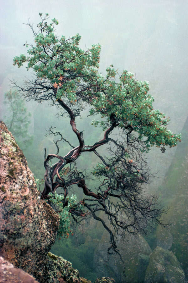 Manzanita In The Mist by Bruce Finocchio