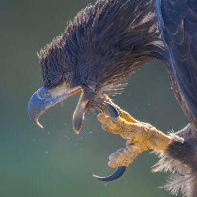 Portrait Of A Juvenile Bald Eagle Using Talon by Bruce Finocchio