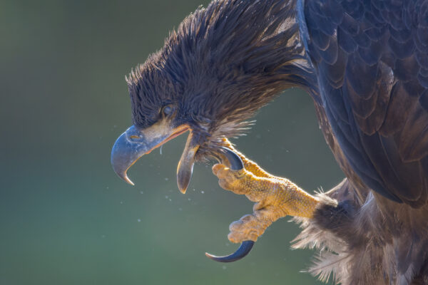 Portrait Of A Juvenile Bald Eagle Using Talon by Bruce Finocchio